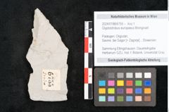 Foto (Objekt + Etikett) von Glyptostrobus europaeus Brongniart (NHMW-GEO-2024-0188-6755)